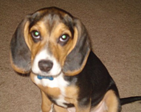 Life's Abundance Dog Food